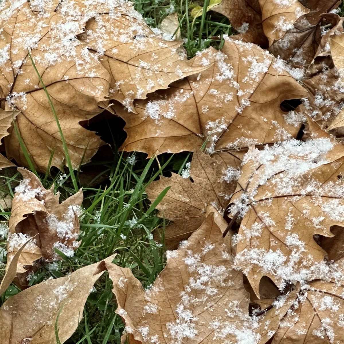 Giewybd's tweet photo. ❄️ https://t.co/jutpBmtJqF