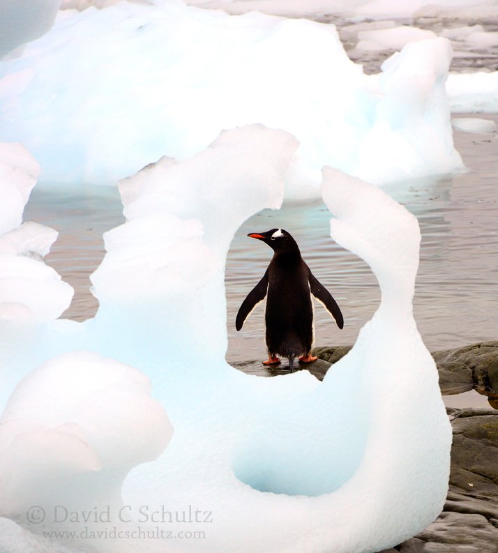 HourlyPinguins (@hourlypinguins) on Twitter photo 