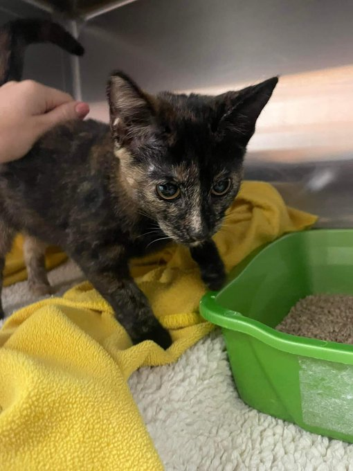 This little girl has been brought in by a member of the public. She is currently in Valley Vets Ystrad Mynach.

Found in Gelligaer.
No microchip and no collar.
Please call 01443 813 137 if she could be yours. Proof of ownership will be required.

<a href="/LostandFoundRCT/">Lost and Found RCT</a> #lostcat #lost