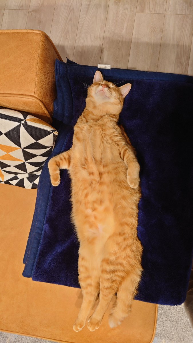 nkysk22's tweet photo. もしもし…あなた猫ですよね！？

#猫 #保護猫 #ねこ #猫好きさんと繫がりたい #猫のいる暮らし https://t.co/wZ1CiscG33