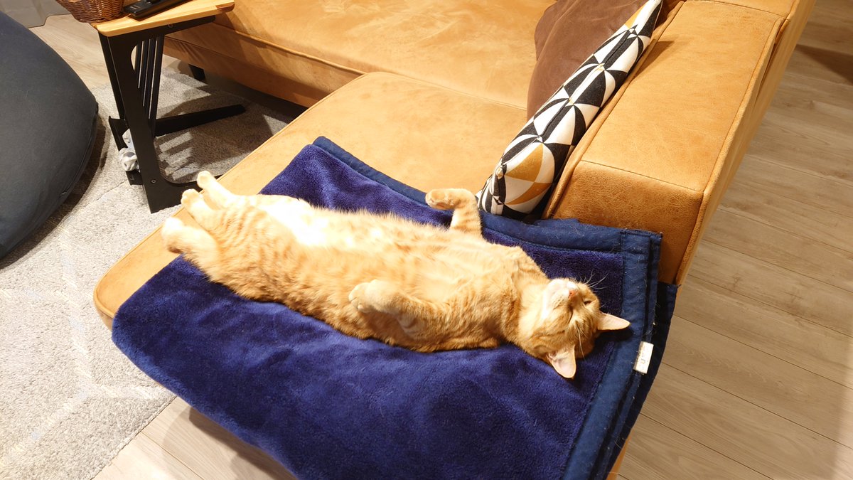 nkysk22's tweet photo. もしもし…あなた猫ですよね！？

#猫 #保護猫 #ねこ #猫好きさんと繫がりたい #猫のいる暮らし https://t.co/wZ1CiscG33