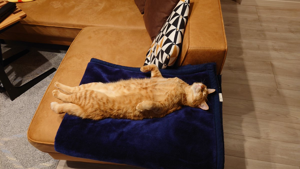 nkysk22's tweet photo. もしもし…あなた猫ですよね！？

#猫 #保護猫 #ねこ #猫好きさんと繫がりたい #猫のいる暮らし https://t.co/wZ1CiscG33
