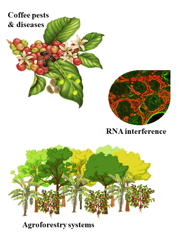 Plant Pathology (@bsppjournals) on Twitter photo ☕☕☕ Coffee! Can't live without it today? Alternative plant protection strategies for tomorrow's coffee here in new #openaccess Review: bsppjournals.onlinelibrary.wiley.com/doi/full/10.11… <a href="/DavidBCollinge1/">David B Collinge</a>
<a href="/BS_PP/">British Society for Plant Pathology</a> ☕☕☕ Coffee! Can't live without it today? Alternative plant protection strategies for tomorrow's coffee here in new #openaccess Review: bsppjournals.onlinelibrary.wiley.com/doi/full/10.11… <a href="/DavidBCollinge1/">David B Collinge</a>
<a href="/BS_PP/">British Society for Plant Pathology</a>