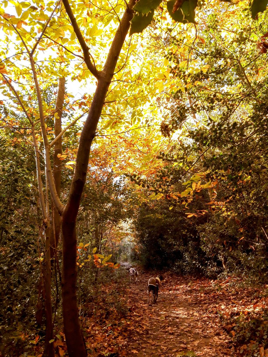 BeautifulHighw1's tweet photo. A beautiful autumn walk in the #Bexhill #highwoods 🍁🍂🙂 https://t.co/rknXpTTvu2