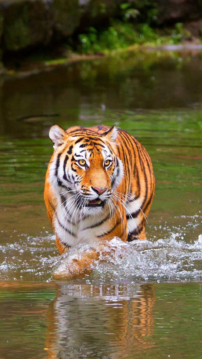 hourlyTiger (@hourlytiger) on Twitter photo 