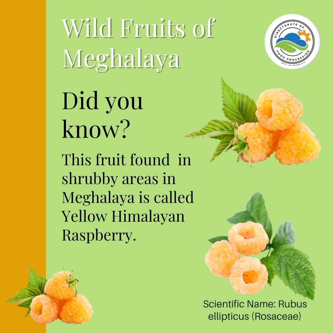 DofpMeghalaya's tweet image. The golden Himalayan raspberry is a large shrub with stout stems and is sweet as well as sour in taste. Though it is not commonly harvested for domestic use, this fruit has been part of every childhood memory of the people of Meghalaya. 
#potentialproducts
#raspberry