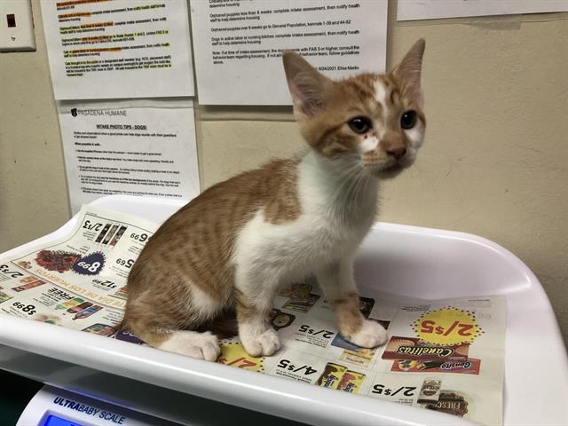 Hi! Male, orange tabby and white Domestic Shorthair. My age is unknow… petharbor.com/pet.asp?uaid=P…