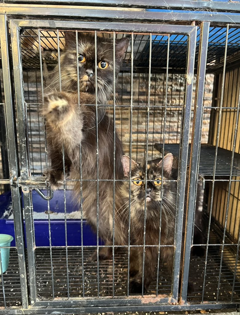 omgitsqielaa's tweet image. Hii to all catlovers. Siapa nak kucing? i nak bagi for FREE with sangkar. I tak boleh nak jaga dah sebab selalu outstation. Minta jasa baik korang untuk share ya 🥹 @KuantanTV