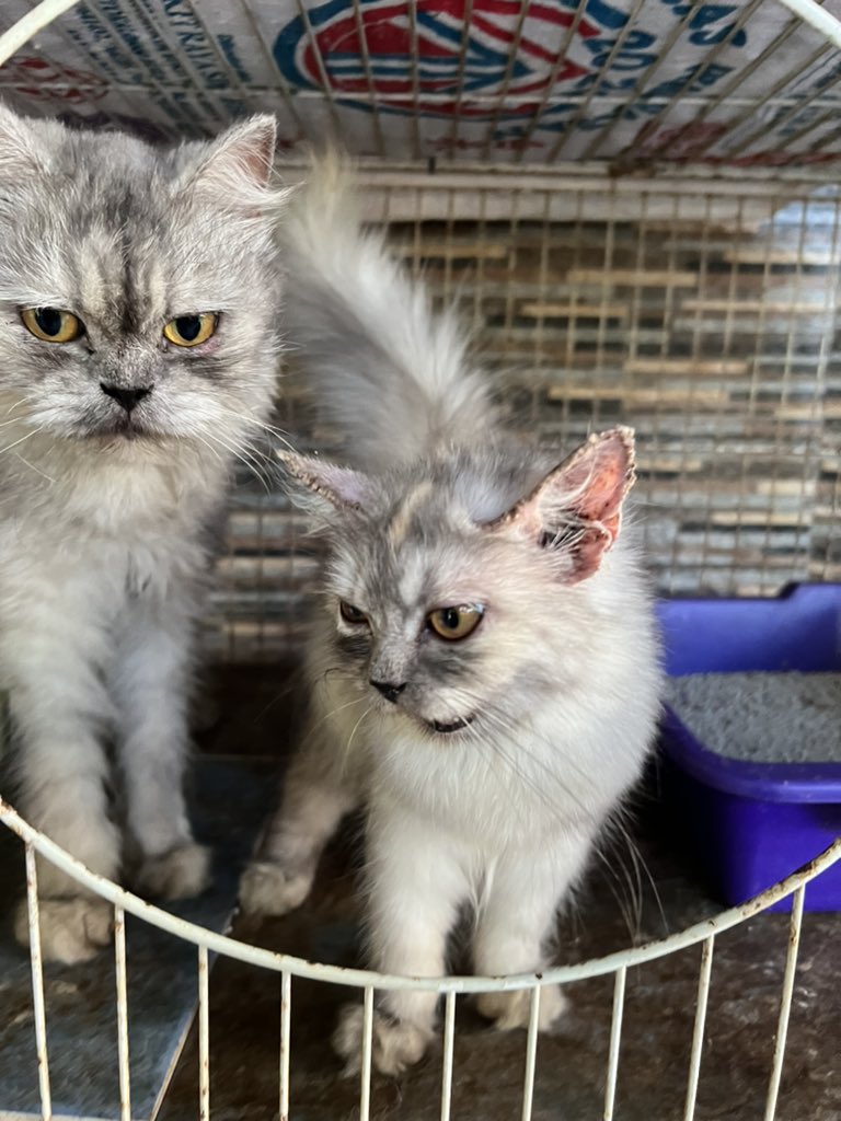 omgitsqielaa's tweet image. Hii to all catlovers. Siapa nak kucing? i nak bagi for FREE with sangkar. I tak boleh nak jaga dah sebab selalu outstation. Minta jasa baik korang untuk share ya 🥹 @KuantanTV