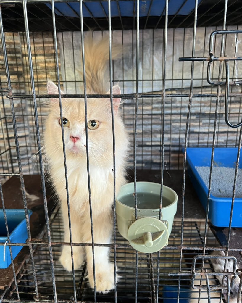 omgitsqielaa's tweet image. Hii to all catlovers. Siapa nak kucing? i nak bagi for FREE with sangkar. I tak boleh nak jaga dah sebab selalu outstation. Minta jasa baik korang untuk share ya 🥹 @KuantanTV