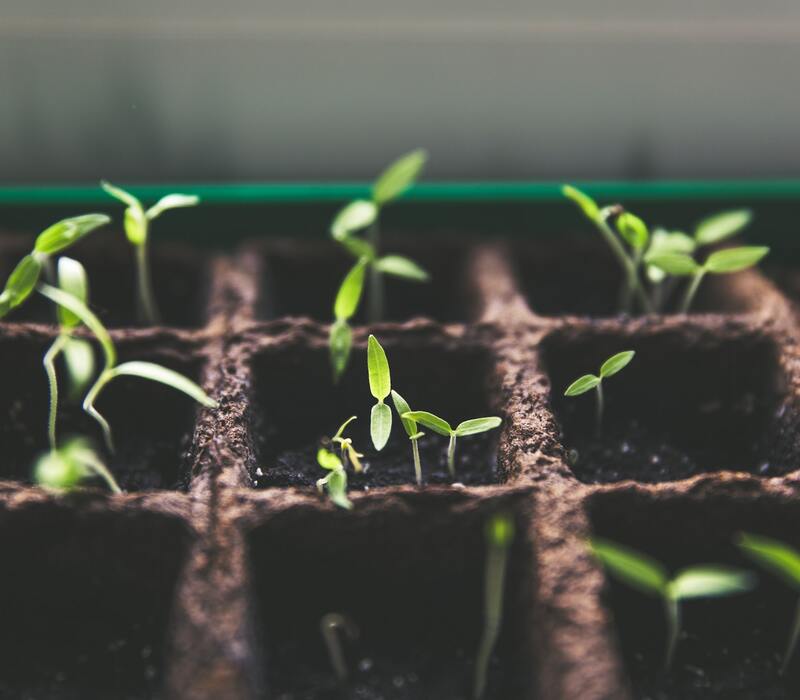 lifestylefoodi's tweet image. Mini Cucumber Seeds | A Complete Guide #Details #HowtoGrow #HowtoStore #MiniCucumberseeds

lifestylefoodies.com/mini-cucumber-…