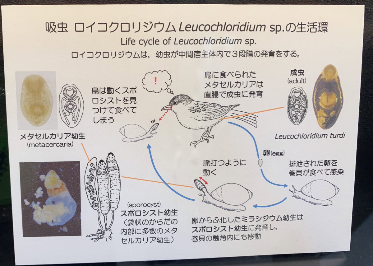 そういえば、この間行ってきました目黒寄生虫館
ロイコクロリジウムが脈打つように動くのどえらいキモくて興奮しちゃった 