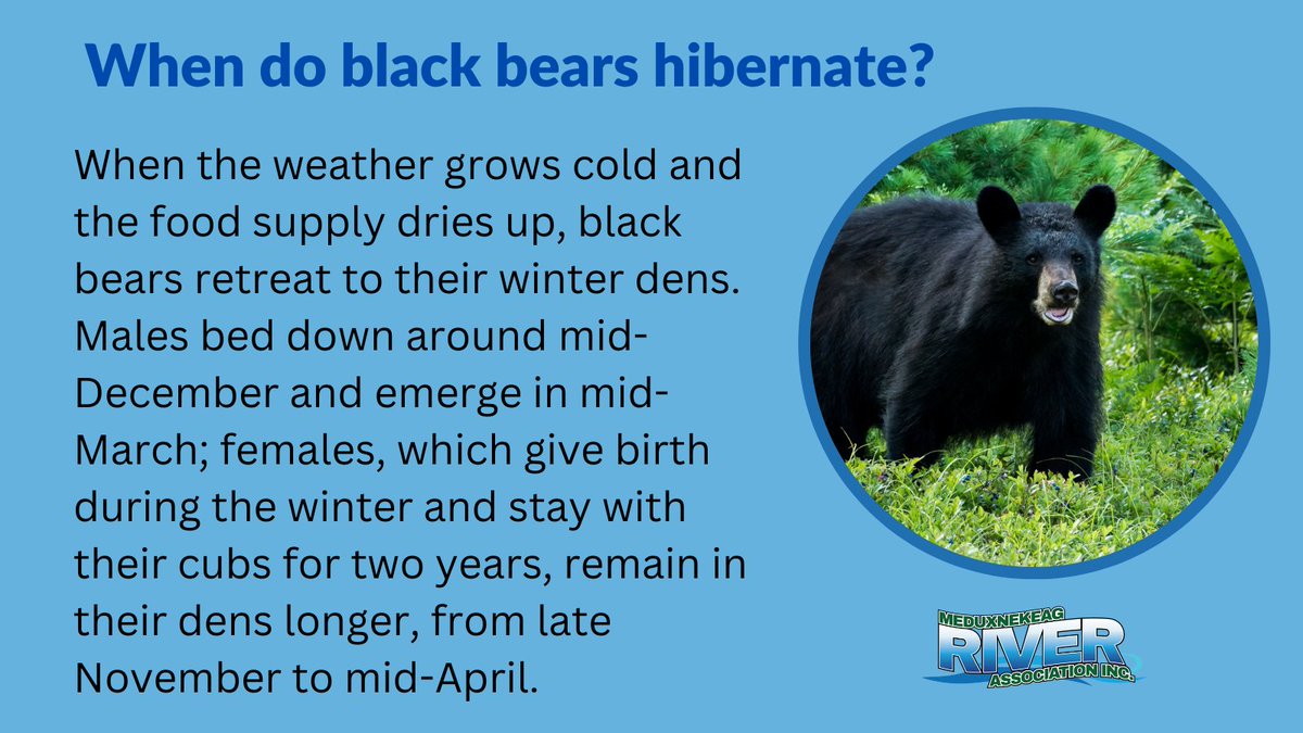 #DYK  #FunFacts #BlackBear #hibernation