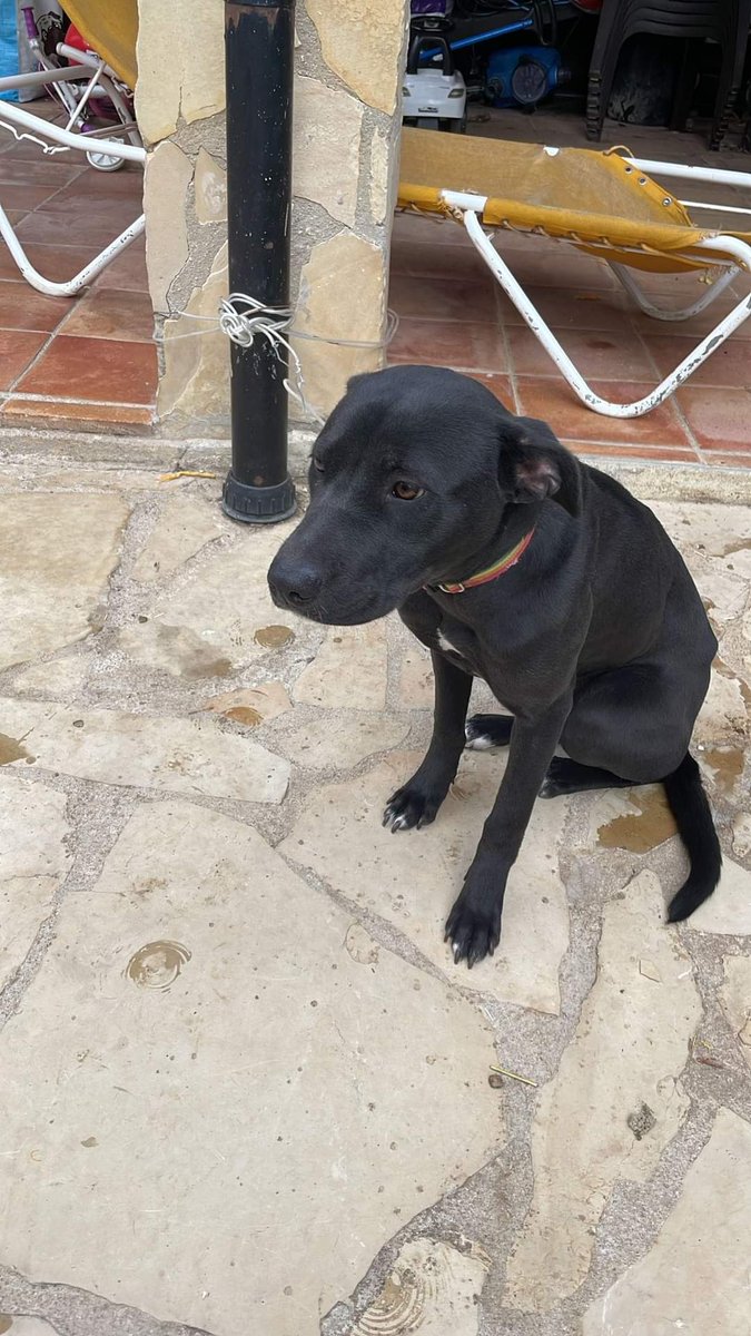 DIFUNDO
AYUDA URGENTE🚨🚨🚨🙏🏼🙏🏼🙏🏼  #BARCELONA LLEVA MAS D 2 MESES AHÍ ATADA A LA INTERPERIE,CACHORRA 6 MESES, LA COGIERON XO UNA D LAS HIJAS TIENE ALERGIA, SU SITUACION NO VA A CAMBIAR. HACE MUCHO FRIO EN ESE PUEBLO Y MORIRÁ D HIPOTERMIA, UNA CASA D #ACOGIDA D MOMENTO🙏
643670723