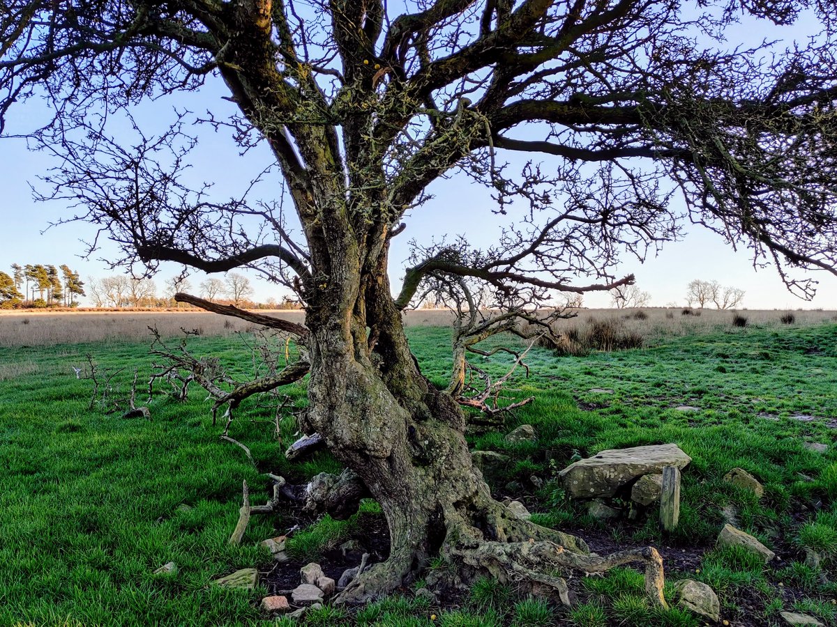 Lovely gnarly hawthorns on yesterdays' site visit. These will be incorporated into scrubby native areas of the new woodland creation scheme. #thicktrunktuesday #NationalTreeWeek