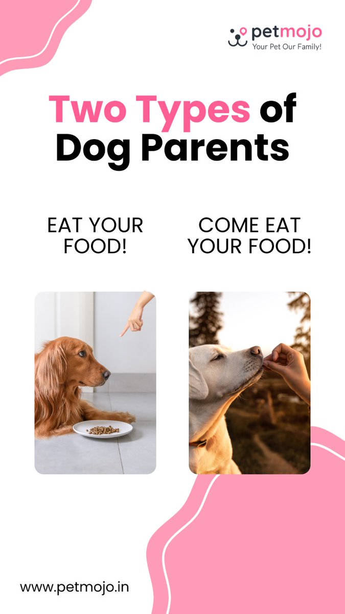 Petmojo_App's tweet photo. Which one is You?🐕

Comment Below 👇

Follow @Petmojo_App for more ✔️

#petmojo #petmojoservices #yourpetourfamily #petcare #dogtraining #doggrooming #dogexercise #petservices #doglover #dogfacts #dogcare #dogfriends #petlovers #dogs #dogsoftwitter #petparent #relatable #doggo https://t.co/x5gptRt183