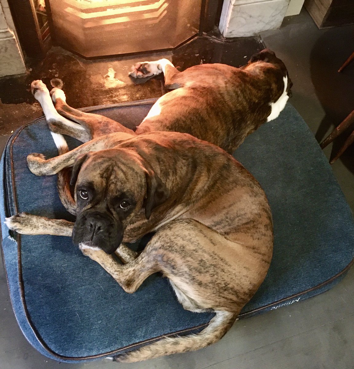 BurndtOutWard's tweet image. Gonzo and Mini tuning in for Edita @HairyHoundsHack talking 11am @TimesRadio @MattChorley dogs need socialisation and training - lobbying for dog daycare license and planning change with  @DefraGovUK #boxerpower