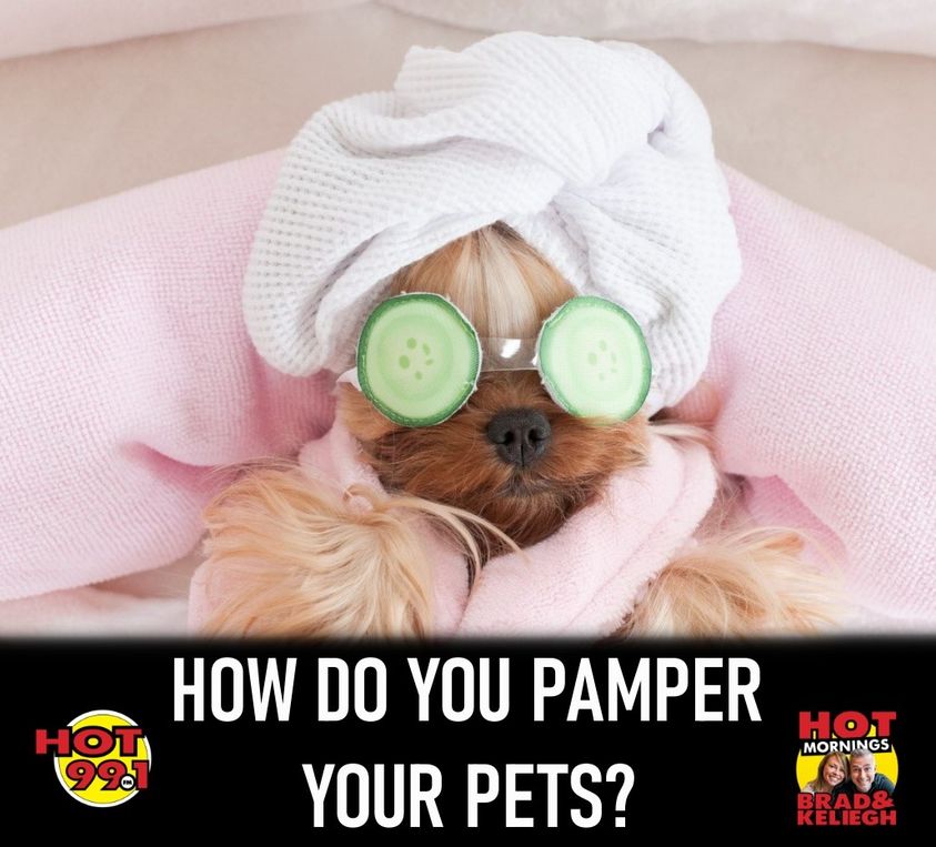 hot991fm's tweet image. Keliegh gives Finn massages! How do u pamper ur pets? We could Pamper u! Call/text 724-4487 to qualify for a nights stay at the DoubleTree by Hilton St. John's Harbourview, dinner &amp;amp; breakfast for 2 at The Little Sparō, and free parking!
#hotmorningsbradandkeliegh
#pamperyourpets