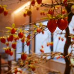 ツイートに含まれる画像