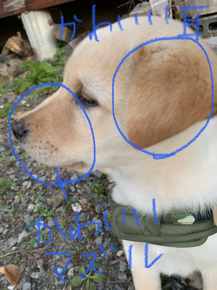 pandaoyagi's tweet photo. うちのイッヌ。紹介します。 https://t.co/WBg1kPPoC1