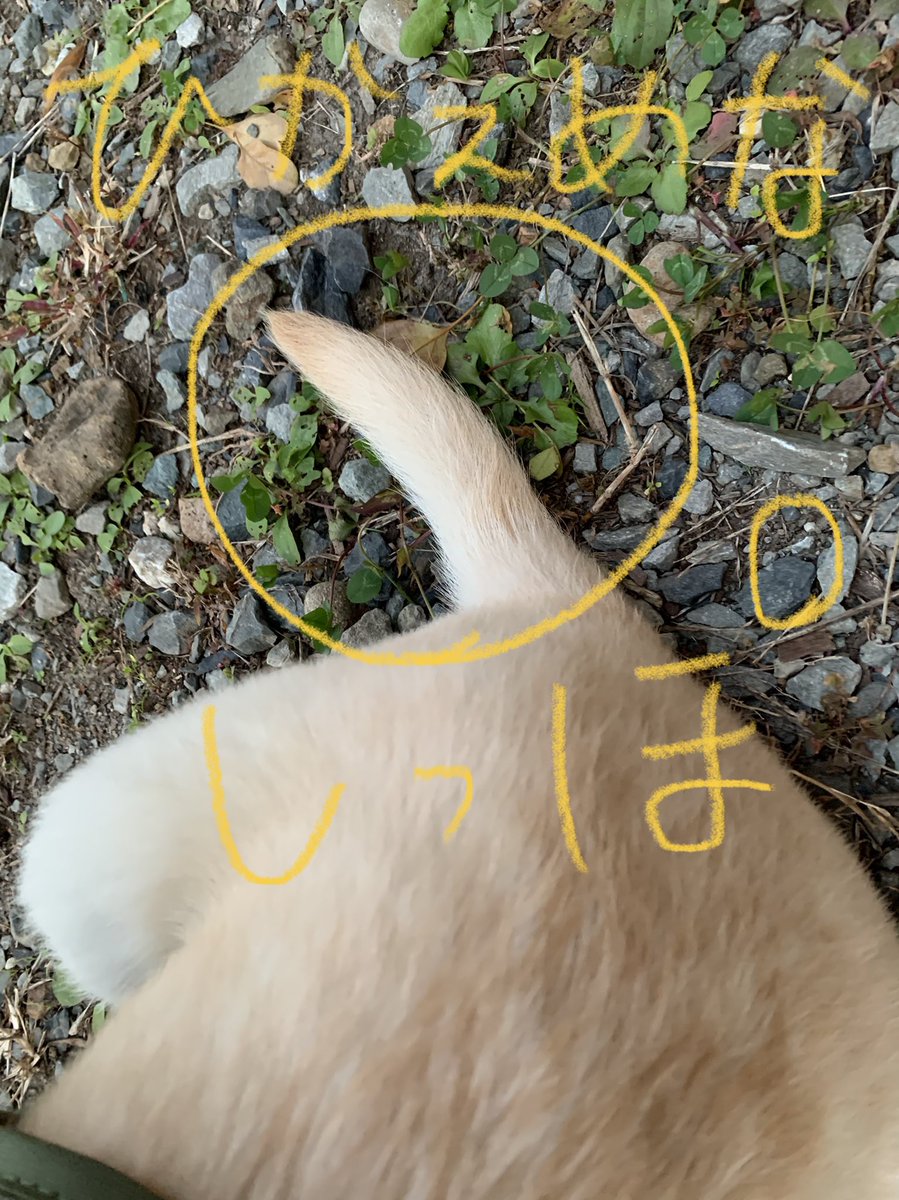 pandaoyagi's tweet photo. うちのイッヌ。紹介します。 https://t.co/WBg1kPPoC1
