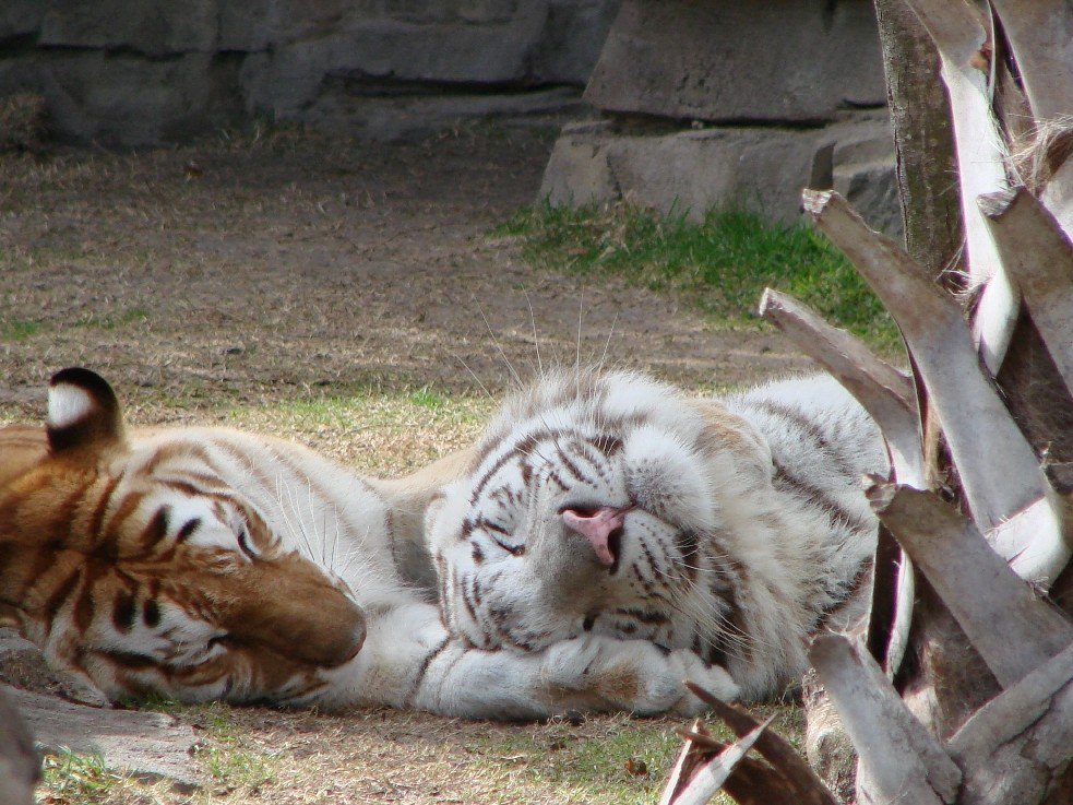 hourlyTiger (@hourlytiger) on Twitter photo 