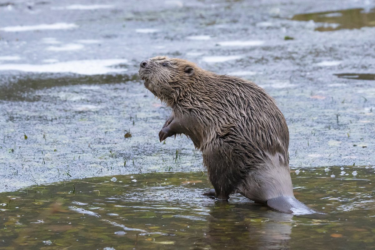 argatyredkites's tweet photo. Happy Anniversary Argaty Beavers! A yr ago @rcampbellpalmer @BeaverTrust &amp; @fivesisterszoo moved beavers from conflict sites to our farm in the 1st authorised &amp; unenclosed release on private Scottish land. What a day that was. What a yr it’s been! @lornaslater @ArianeBurgessHI https://t.co/nkTxu9zUFP