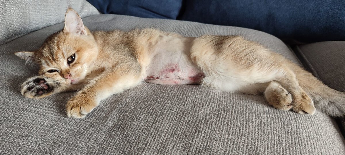 Yorkshire Cat Rescue tweet media