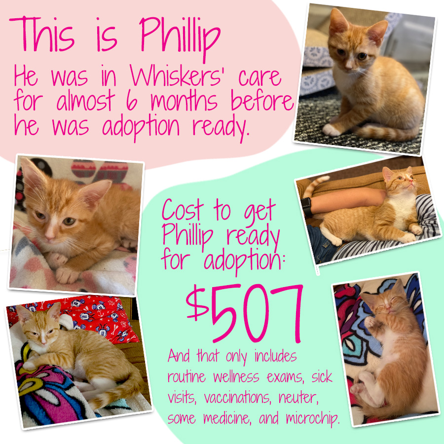 whiskerstnr's tweet photo. This giving Tuesday, Whiskers TNR would love your support. Some of our kitties, like Phillip here, need extra special care, and that comes with a price tag. Please consider a donation through our PayPal Giving Fund at https://t.co/WQjhcCWcfU https://t.co/Qqpc8Y1PJF