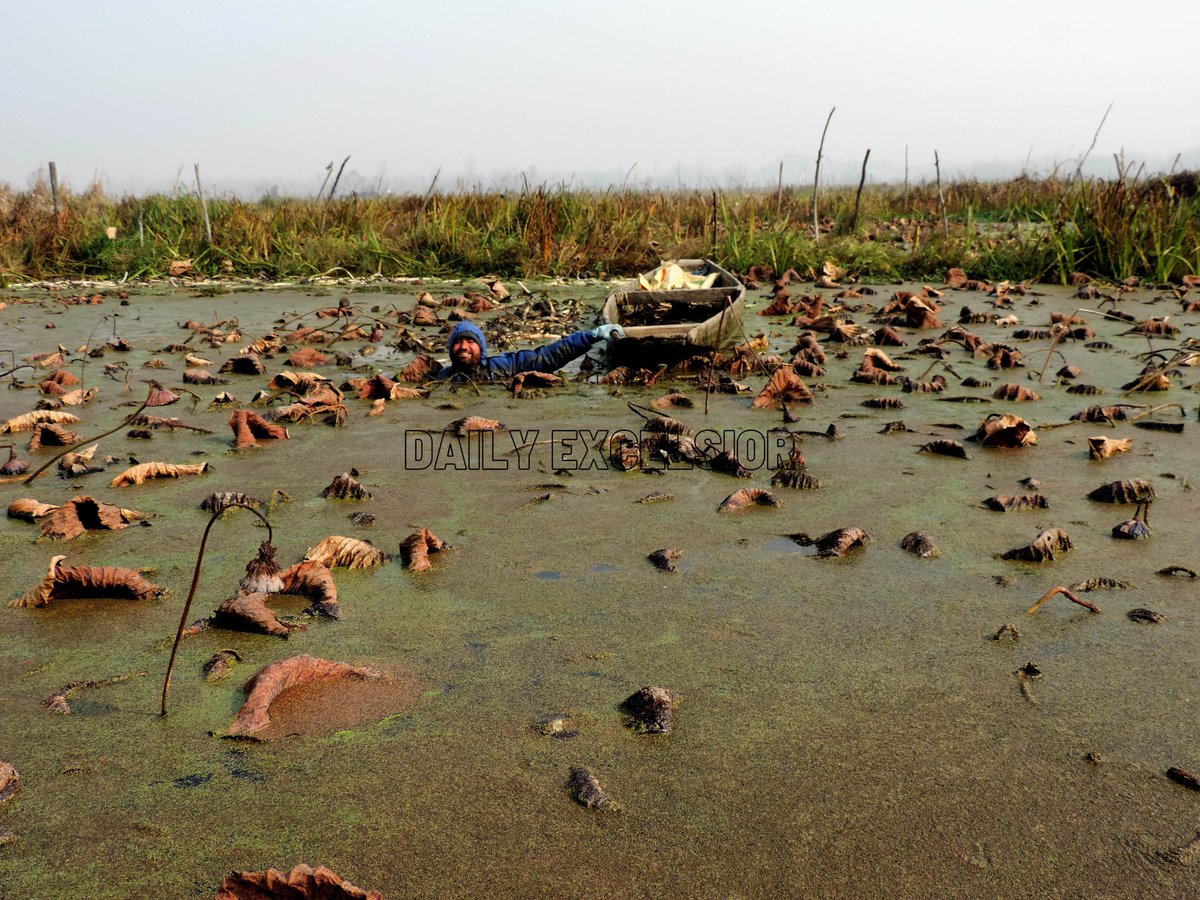DailyExcelsior1's tweet photo. #InPics | A man harvest Lotus roots locally known as "#Nadru" is a popular vegetable traditionally being used for preparing a variety of dishes, at #Anchar Lake in Srinagar. https://t.co/81ENvzvQXJ