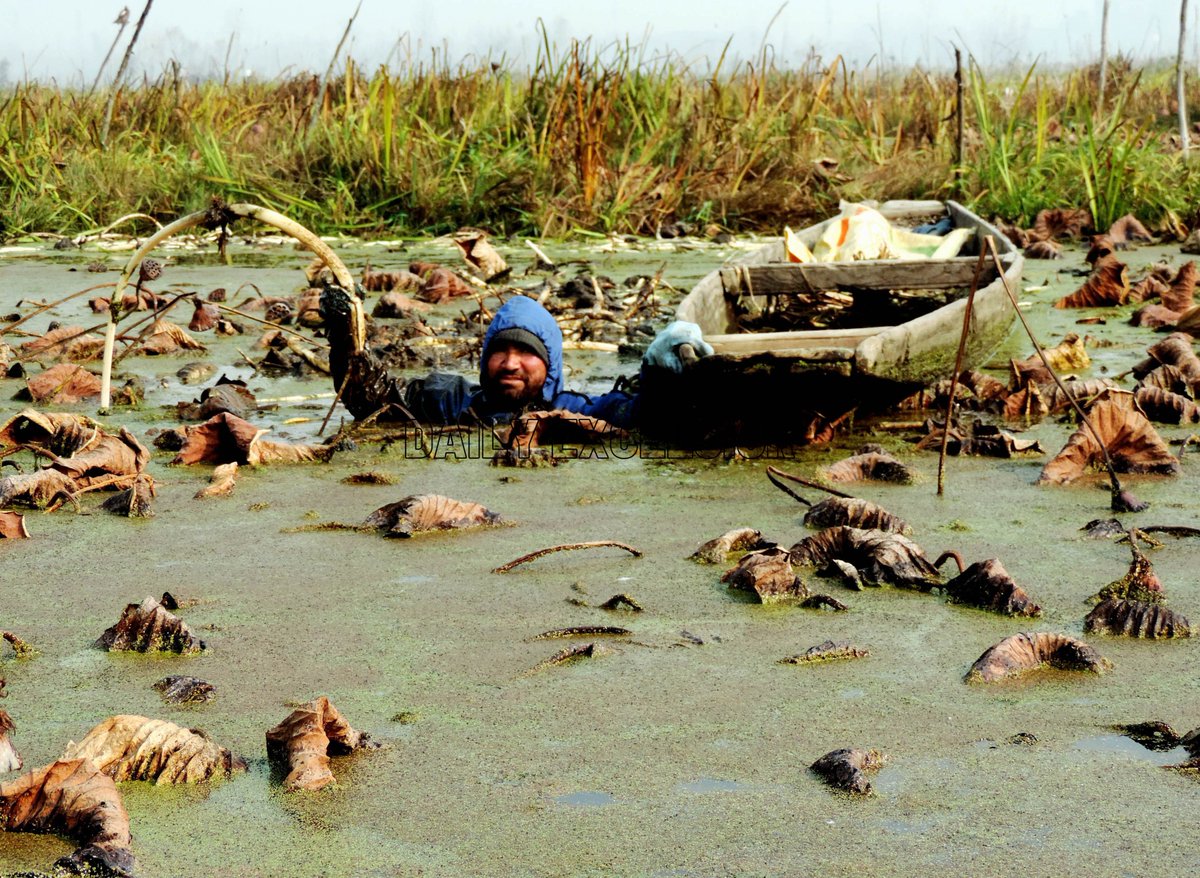 DailyExcelsior1's tweet photo. #InPics | A man harvest Lotus roots locally known as "#Nadru" is a popular vegetable traditionally being used for preparing a variety of dishes, at #Anchar Lake in Srinagar. https://t.co/81ENvzvQXJ