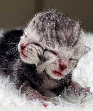 Cats (@hourlycats) on Twitter photo 