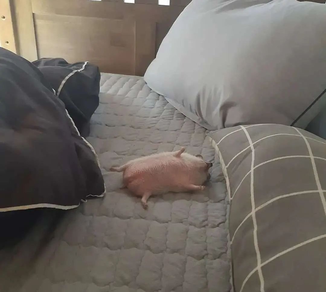 발라당 엎어진 도치 뱃살 보실래요?? 아 너무 귀여움...