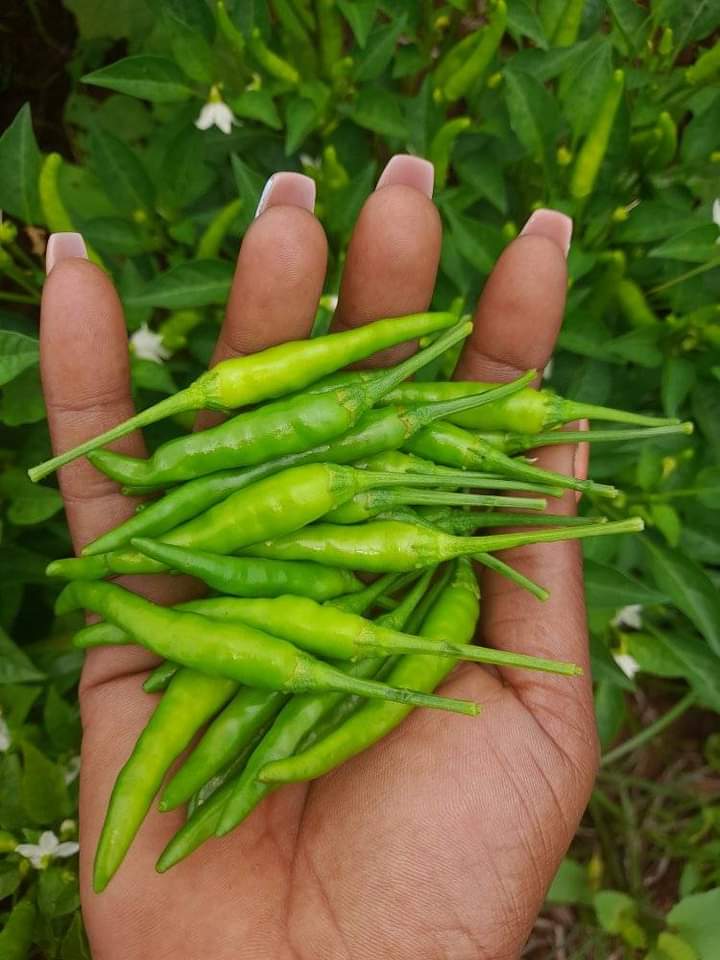 This is what we call Green Hands....to become the best of who you want to be as a farmer join our online Webinar this month on Zoom &amp; WhatsApp via link with Certification on completion only <a href="/GlobalFarmersC1/">Global Farmers Connect🌍</a> wa.me/p/558515011818…   
<a href="/CountyHorizon/">County Horizon Pvt🇿🇼</a> <a href="/jchipinduro1/">Joyie Wema Veggie</a> @takue_mdumeni