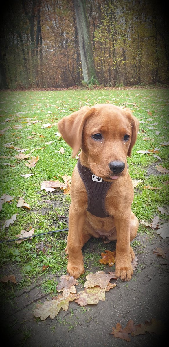 Walkies in the forest 🍂🍁