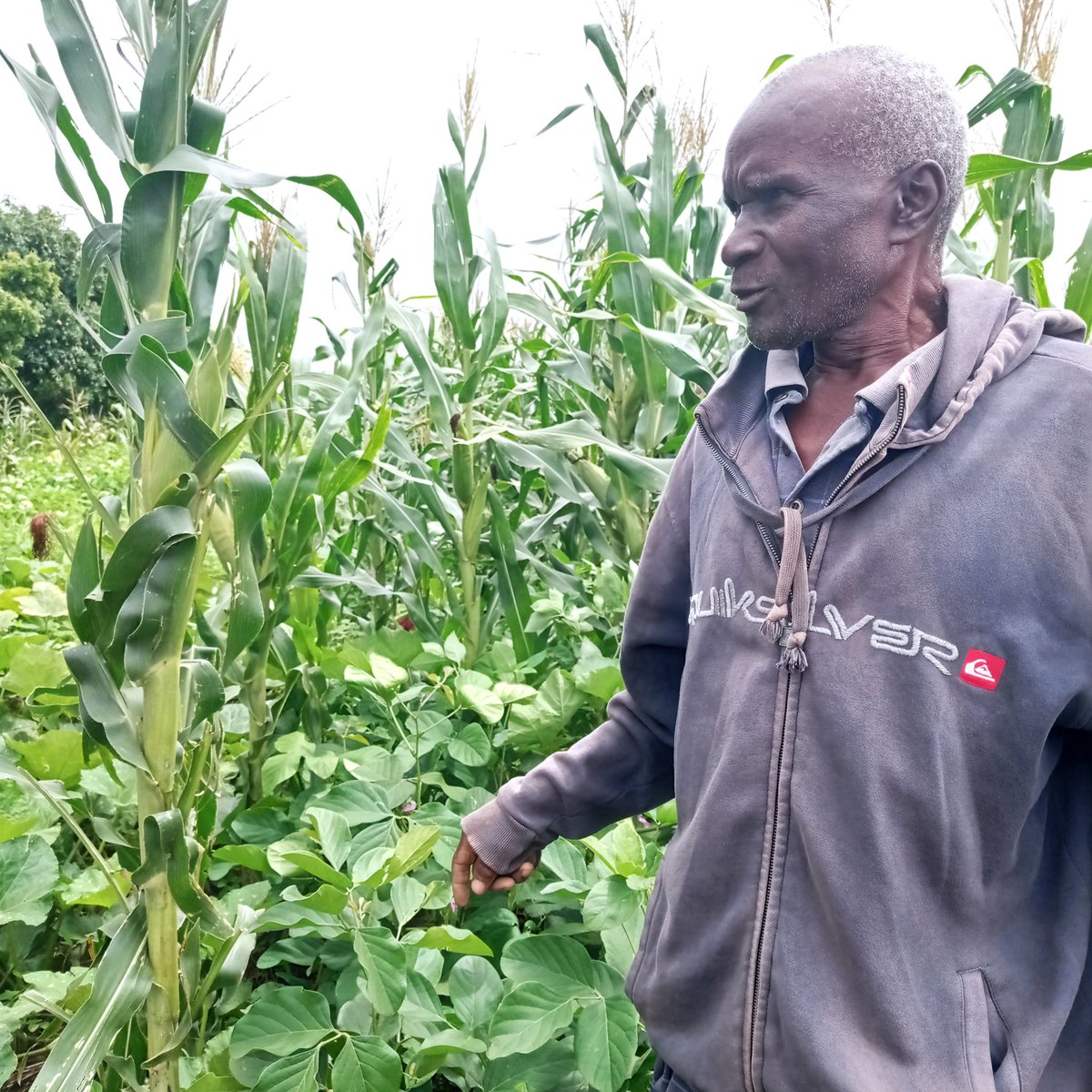 conniemadembo's tweet photo. Good agronomic practices #strip intercropping system@CIMMYT @USAID-Zimbabwe@FARM @FBaudron @BusyBeeChris in Chimanimani district https://t.co/Z5oNeRFDeM