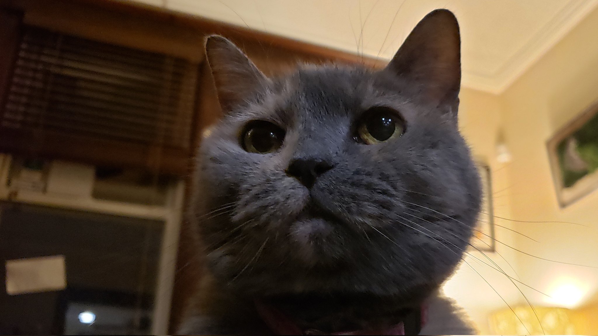  Clementine says good morning, and happy birthday to Andrew McCarthy! 