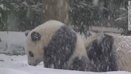 HourlyPanda's tweet photo. https://t.co/rbh8WtucnZ