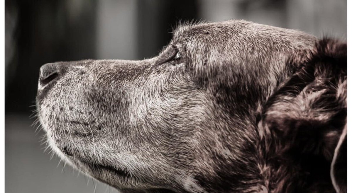 HoundsInPounds's tweet photo. Milan Kundera summed it up best" dogs are our link to paradise, to sit with a dog on a hillside on a glorious afternoon is to be back in eden where doing nothing was not boring, it was peace."💕🐶

Peace, especially these days, is the most important moment of all.👇 https://t.co/SrjUrV3iNO