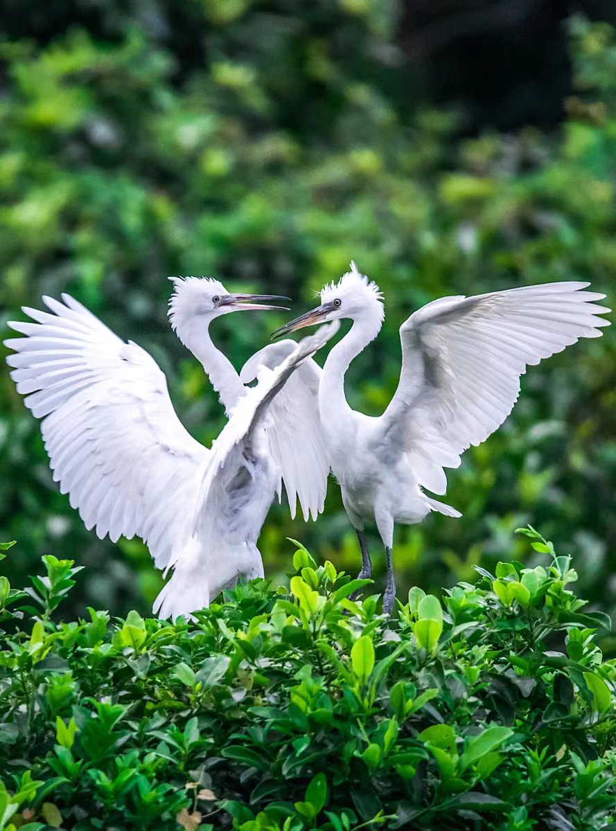 FunShareFS's tweet photo. Don't miss this "bird paradise" in Sanshui to see migratory birds to overwinter!#Migratorybirds #Sanshui #birdparadise #FunshareFoshan https://t.co/qldEYoyhsY
