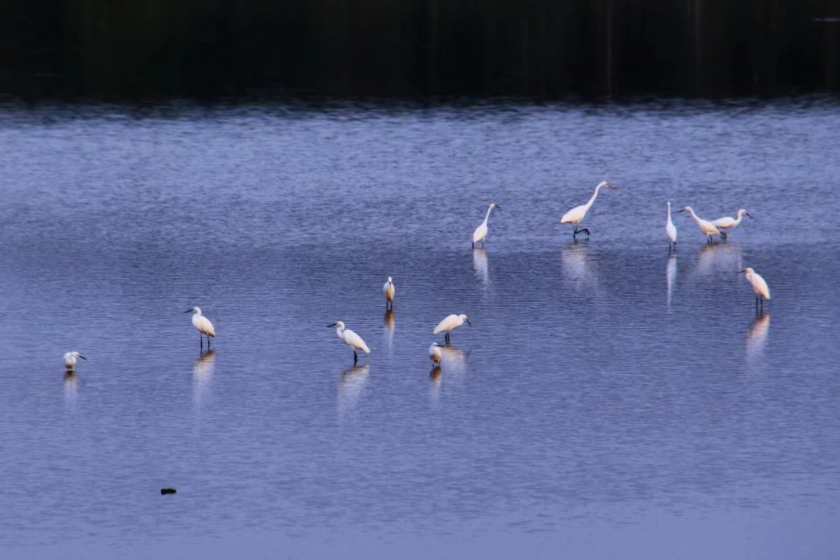 FunShareFS's tweet photo. Don't miss this "bird paradise" in Sanshui to see migratory birds to overwinter!#Migratorybirds #Sanshui #birdparadise #FunshareFoshan https://t.co/qldEYoyhsY