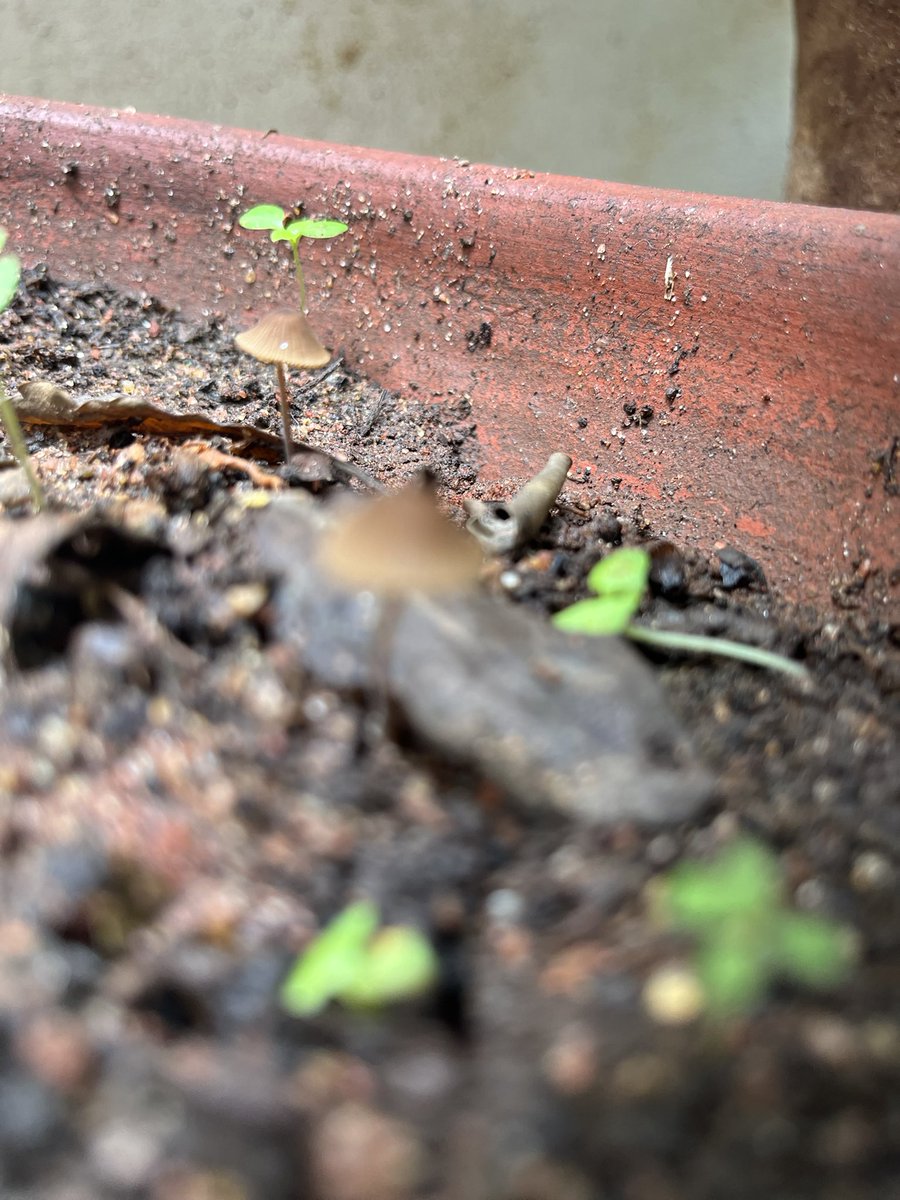 TheMagicBean4's tweet photo. Mushrooms in the soil are a celebration of a permaculture  garden- showing that plant matter is decaying well. Here are mushrooms thriving in my post of basil saplings. 

#permaculture #mushroom #organic  #terracegarden #urbangarden https://t.co/WnSK4JEGVI