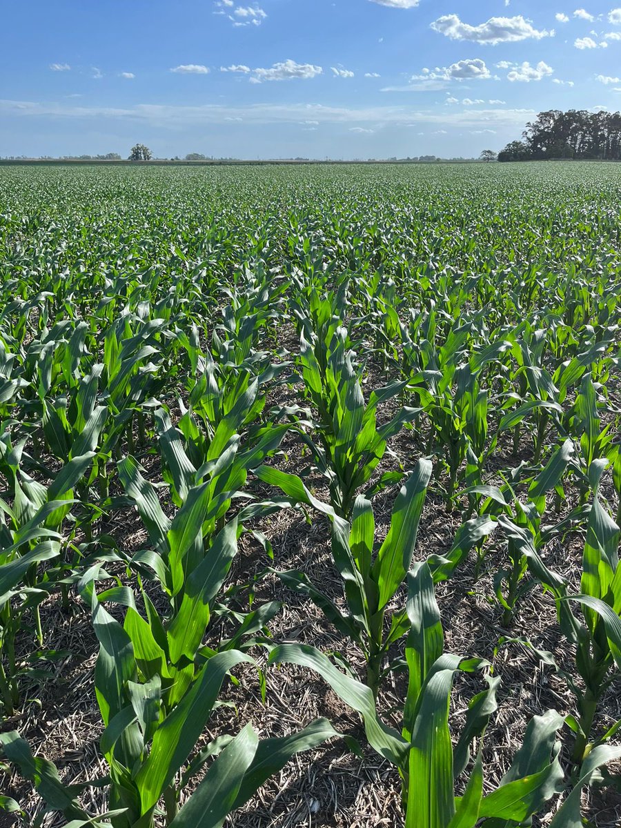 Seguimos acompañando el crecimiento del DK 7210🌽🌽🌽 

#LideresEnRelacionamiento

@Bayer4CropsAR <a href="/FieldViewArg/">FieldView Argentina</a> <a href="/DekalbArgentina/">DEKALB Argentina</a> <a href="/ElPayeSA/">El Payé - Insumos y Servicios S.A.</a> <a href="/SabattiniMaxi/">Maxi Sabattini</a> <a href="/Manuel_Darrig/">Manuel D</a> <a href="/JustoMacL/">Justo MacLoughlin</a> <a href="/JoseB_Cba/">José Bertorello</a>