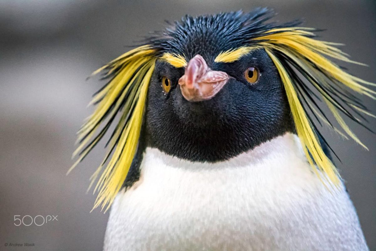 HourlyPinguins (@hourlypinguins) on Twitter photo 