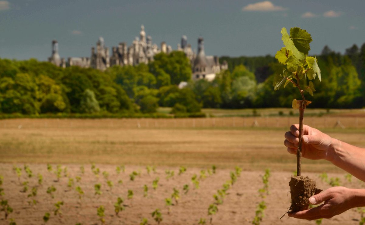 domainechambord's tweet image. Vous aussi, devenez mécène et apportez votre soutien à l’un des projets en cours : chambord.org/fr/soutenez-ch…