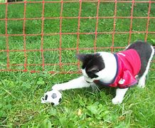 This kit here ready for the Feline World Cup! She is, you kno!
<a href="/irisesther54/">Iris Esther López RIP Avi 🌈</a> <a href="/danapixie/">Mitzi & Madi's staff. LOVE Daffy & TSK 🌈❤️😢💔</a> <a href="/lucy_bunnies/">Captain.Lucy RAAAA 🧟‍♂️🧟‍♂️🧟‍♂️</a> <a href="/Yellowonetsy/">Yellow Dog Antiques RIP Bella & Avi</a> <a href="/MillieOTLFP/">Millie🐾🌈#oneforallandallformillie 🐾🌈</a> <a href="/paseri021/">Clara:HANA Cat Come</a> <a href="/Pixie_Tooth/">Pixie Tooth 🌈💔</a> @KrisArmstrong1 <a href="/morbidcuriosit9/">𝐈𝐠𝐠𝐲🎀 (The Igneous Rock)</a> <a href="/klscomus1/">Kevin Scott</a> <a href="/PeterRabbit67/">PeterRABBIT67 😺 🦜🦜 PARROTY 🦜🦜☕️🐌</a> <a href="/badpiratemonkey/">(((kid yid & her jew dog)))</a>