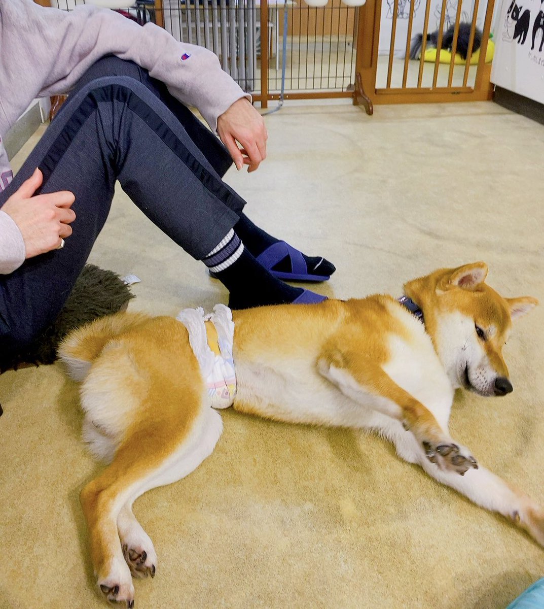 pu_tanooukoku's tweet photo. 今日は保護犬カフェに。

ペットショップから、ブリーダーから
どのワンコも理由があり、ここにいるらしい。🥲

でもみんなめっちゃ可愛くてお利口さんで人懐っこくたくさん元気をもらいました。

#保護犬カフェ　#犬のいる暮らし　#チワワ　#柴犬　#Dogree https://t.co/BUYM8JBivA