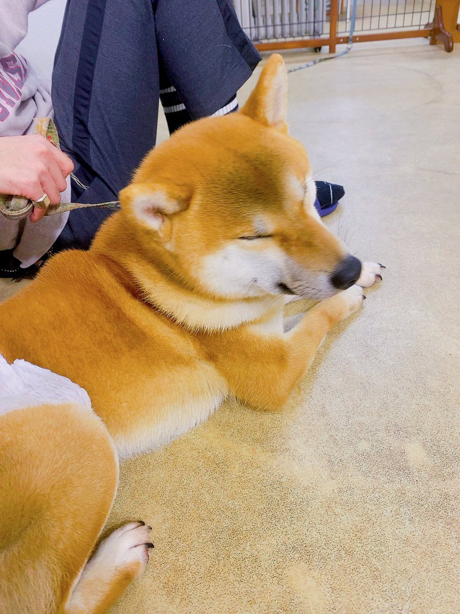 pu_tanooukoku's tweet photo. 今日は保護犬カフェに。

ペットショップから、ブリーダーから
どのワンコも理由があり、ここにいるらしい。🥲

でもみんなめっちゃ可愛くてお利口さんで人懐っこくたくさん元気をもらいました。

#保護犬カフェ　#犬のいる暮らし　#チワワ　#柴犬　#Dogree https://t.co/BUYM8JBivA