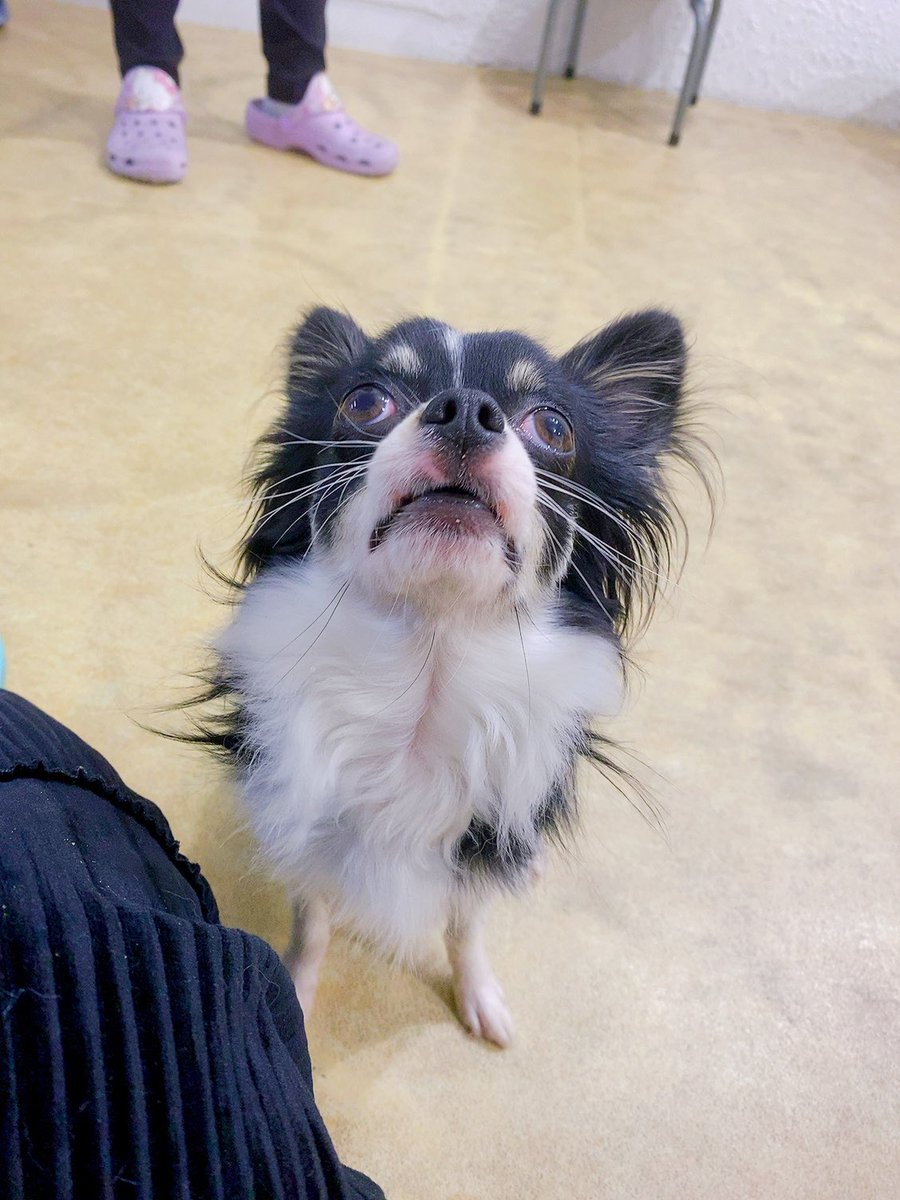 pu_tanooukoku's tweet photo. 今日は保護犬カフェに。

ペットショップから、ブリーダーから
どのワンコも理由があり、ここにいるらしい。🥲

でもみんなめっちゃ可愛くてお利口さんで人懐っこくたくさん元気をもらいました。

#保護犬カフェ　#犬のいる暮らし　#チワワ　#柴犬　#Dogree https://t.co/BUYM8JBivA