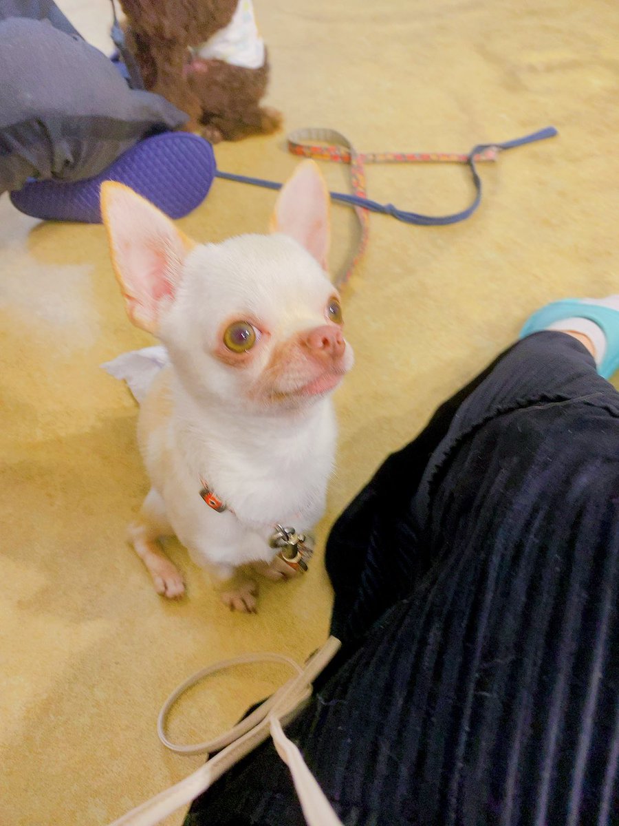 pu_tanooukoku's tweet photo. 今日は保護犬カフェに。

ペットショップから、ブリーダーから
どのワンコも理由があり、ここにいるらしい。🥲

でもみんなめっちゃ可愛くてお利口さんで人懐っこくたくさん元気をもらいました。

#保護犬カフェ　#犬のいる暮らし　#チワワ　#柴犬　#Dogree https://t.co/BUYM8JBivA